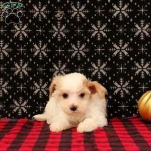 Joseph, Maltipoo Puppy